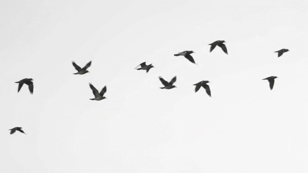 A flock of birds flying against a plain white sky.